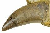 Serrated, Tyrannosaur (Nanotyrannus) Tooth in Situ - Wyoming #379730-1
